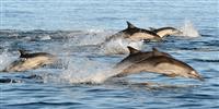 Dolphin Safari, Gibraltar