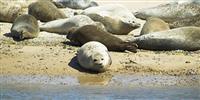 Grey seal season at Blakeney Point