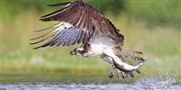 Ospreys thrive during their annual summer in Scotland