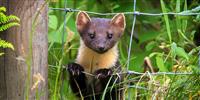 Pine martens: unsung heroes of the red-squirrel revival?