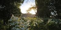 Time to divide your snowdrops...