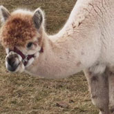 Monreith Animal World