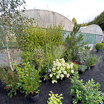 New plants in the garden area