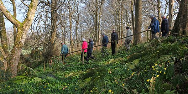 Anglesey forest walk