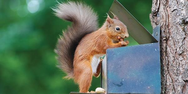 Anglesey red squirrel eating