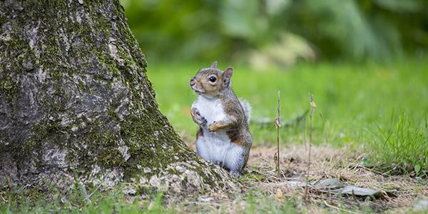 A grey squirrel sat at the base of a tree