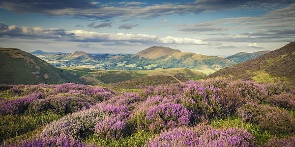 Shropshire hills with flowers blossomed