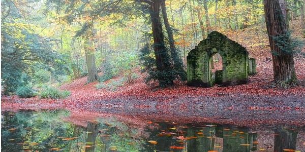 Woodland walking route in Shropshire