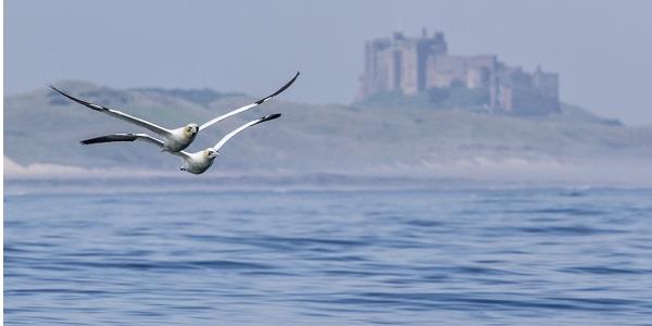 Birds at Bamburgh Castle