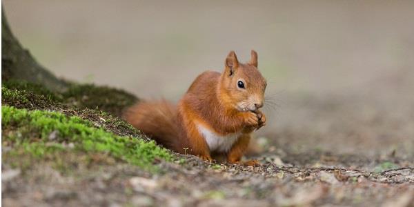 Red squirrel eating at the Derwentwater walk