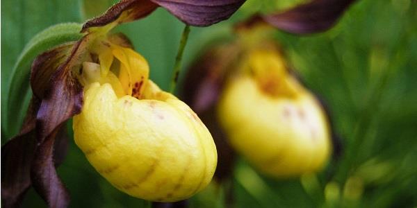 lady slipper orchid