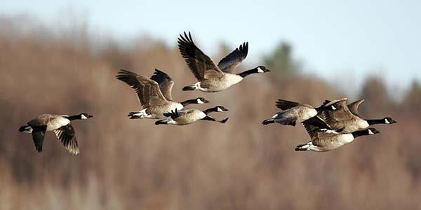 Geese flying in formation