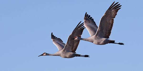 Birds migrating in a v formation